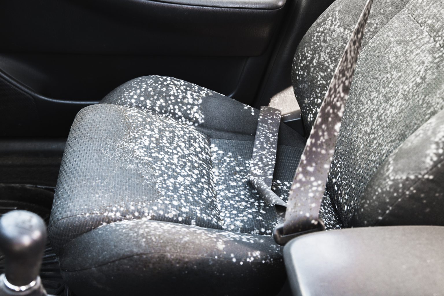 A Guide to Vehicle Mold Removal for Professionals in an